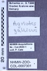 Etiketten zu Agriotes gallicus (Lacordaire, 1835) (NHMW-ZOO-COL-0007301)